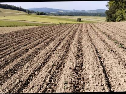 Bild 3:Verkauf von Speisekartoffeln