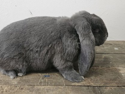 Bild 5:Deutsche Widder