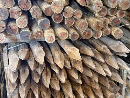 Bild 2:Akazien Stempel