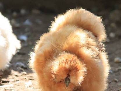 Bild 7:Zwergseidenhennen Seidenhennen