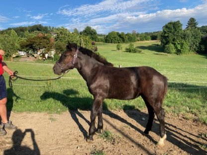 Bild 3:Norikerstutfohlen