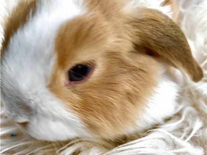 Bild 3:Mini Lop Kaninchen