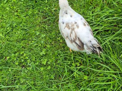 Bild 3:Gockel Hahn Jungtiere