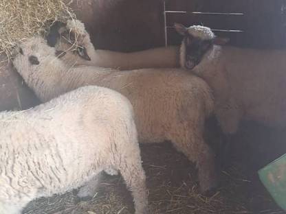 Bild 4:Shropshire Bocklämmer