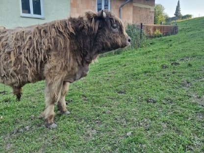 Bild 2:Schottische Hochlandrinder