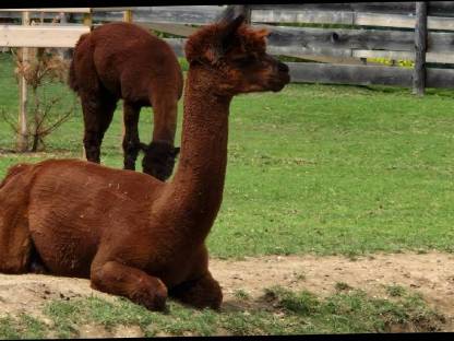 Bild 5:Alpaka-Hengste und -Wallach