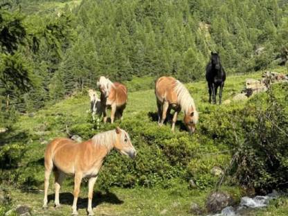 Bild 2:Tragende Haflingerstute