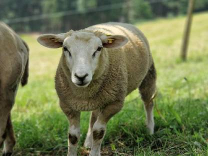Bild 4:Texel Jungböcke zum Verkauf