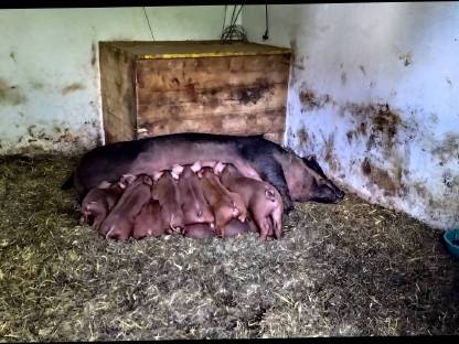 Bild 5:Duroc Iberico Berkshire Schwäbisch Ferkel