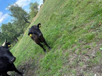 Bild 4:Dexter Stierkalb