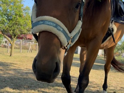 Bild 6:9j Warmblutstute Freizeitpferd