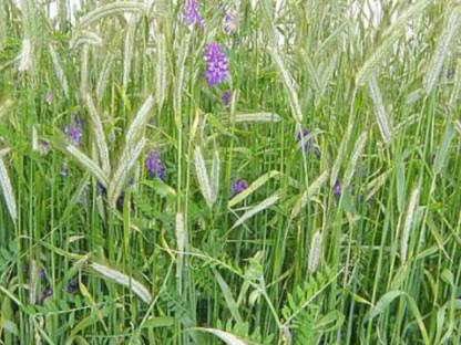 Biologisches Wicken-Roggen-Gemenge