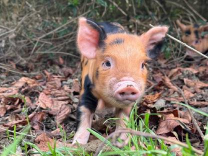 Bild 2:Kune Kune Ferkel Weideschweine