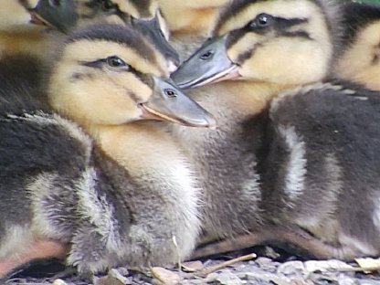 Bild 4:Rouen Clair Enten