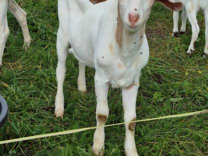 Ziegenbock