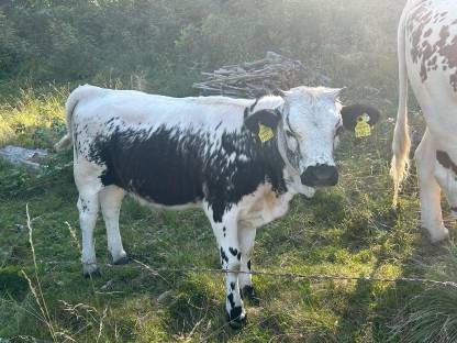 Bild 3:PSS Kalbin Bio