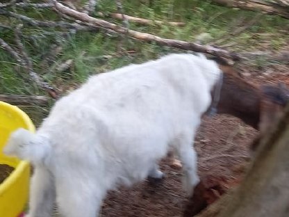 Bild 4:Wer will ein süßes Burenböcklein