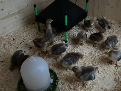 Bild 4:Bruteier Hühner