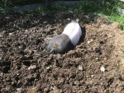 Bild 9:Landwirtschaft zum Pachten oder auf Leibrente gesucht, BIO