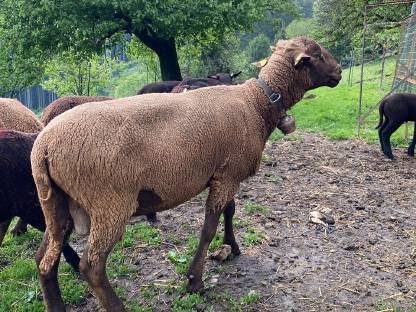 Bild 3:Bio Jura-Widder