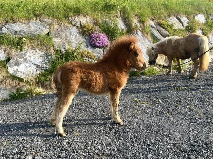 Bild 6:Minishetlandpony Fohlen zur Abgabe