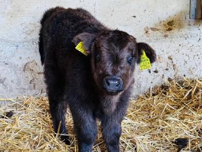 Bild 8:Hochlandrinder Kühe tragend mit Kuhkalb, Kalbin 1-jährig