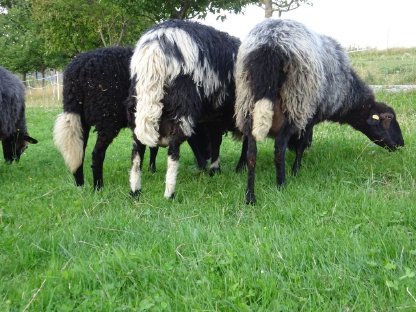Bild 5:KRAINER STEINSCHAF Zuchtbock (Widder) gekört