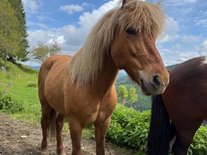 Bild 2:Liebe, tragende Isländer Stute