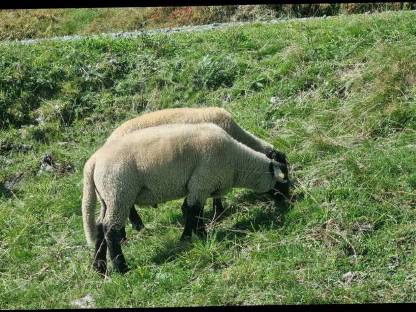 3 Suffolk Jungwidder