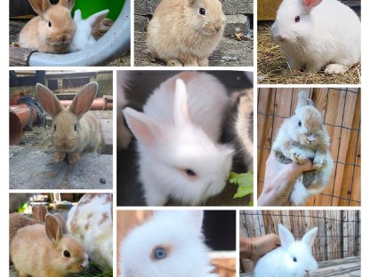 Verschiedene Kaninchen
