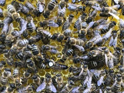 Bild 3:Ableger Bienenvölker Bienenkönigin