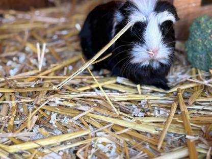 Bild 2:Meerschweinchen