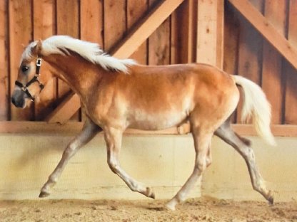 Bild 2:Haflingerstutfohlen