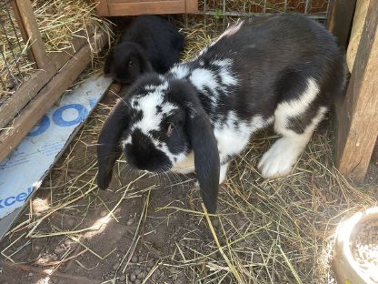 Bild 7:Junge Deutsche Widder