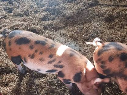 Berkshire x Duroc Kreuzungen