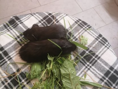 Bild 2:Meerschweinchen Weibchen