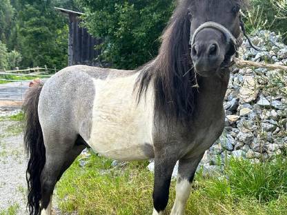 Minipony Hengst gekört