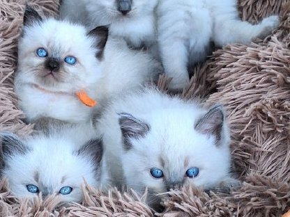 Ragdoll Kitten