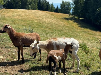 Bild 5:Kamerunschafe weiblich