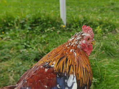 Bild 4:Bayerischer Landzwerghahn