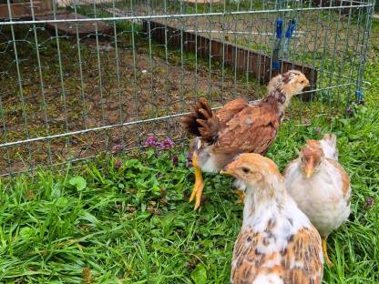 Bild 5:Gockel Hahn Jungtiere