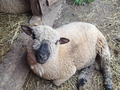 Shropshire Bocklämmer