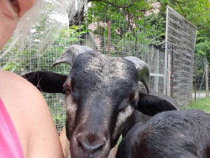 Bild 5:Kamerunwidder