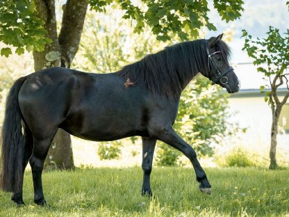 Bild 2:Traumpony 125 m, gut geritten, Herz aus Gold