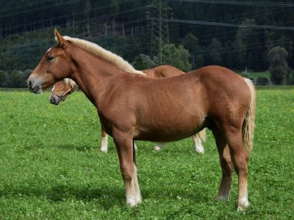 Bild 6:Zwölfer Schaunitz Noriker Hengstfohlen zu verkaufen