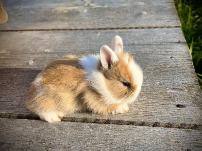 Zwergkaninchen Löwenkopf