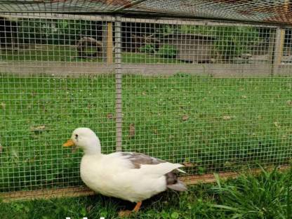 Bild 5:Junge Zwergenten