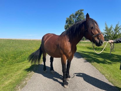 Bild 2:Verkaufe kastanienbraune Norikerstute