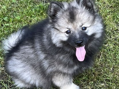 Bild 6:Wolfs-/Großspitz Welpen