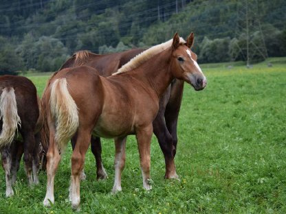 Bild 3:Zebedäus Schaunitz Fuchshengstfohlen Noriker zu verkaufen